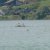 Regatta Sarnen