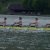 Regatta Sarnen